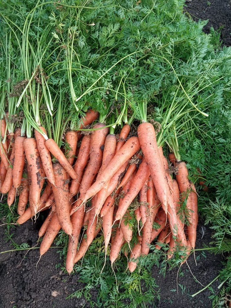 Orange Carrot, Packaging Size: 60 Kg