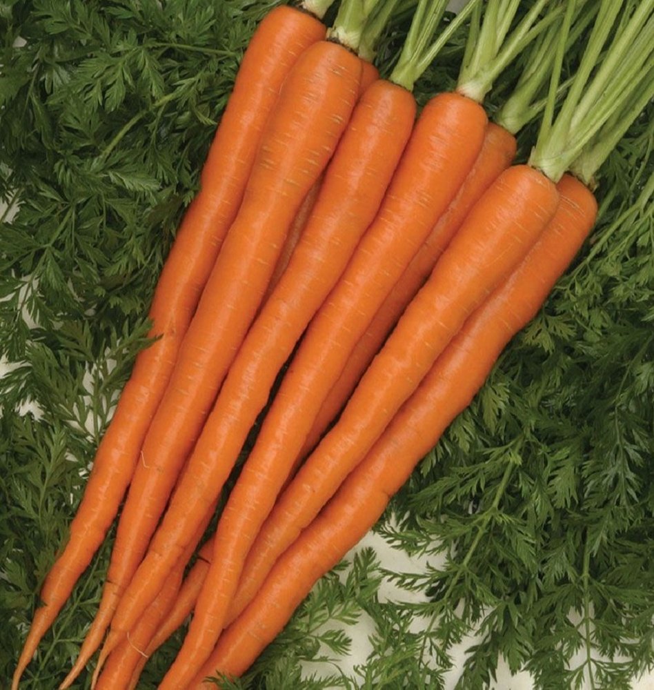 A Grade Fresh Orange Carrot, Packaging Type: Carton, Packaging Size: 20 Kg