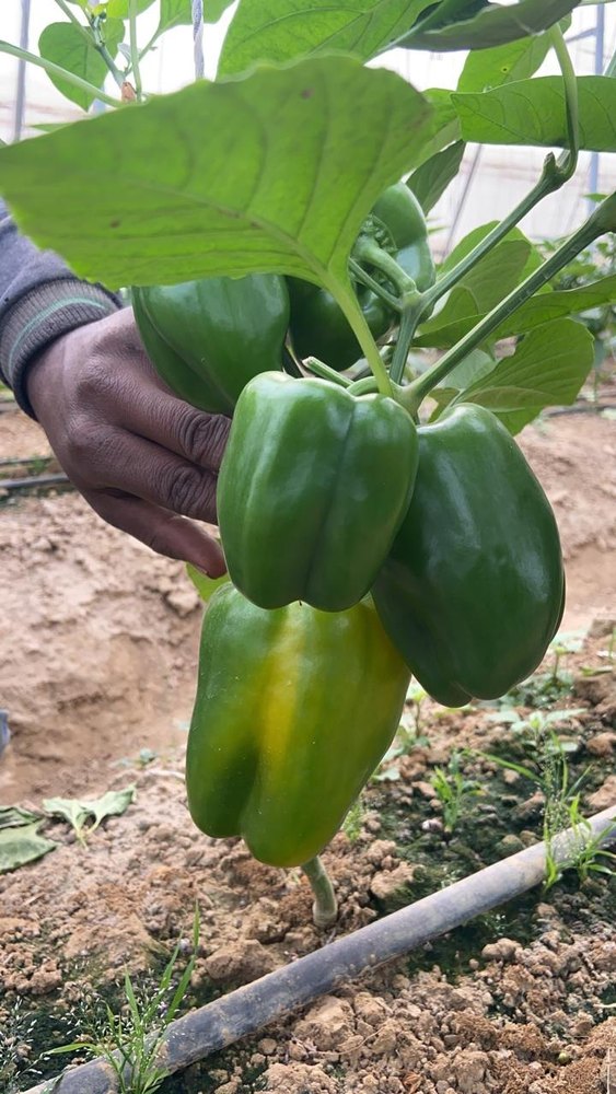 Pan India Polyhouse Colour Capsicum Red And Yellow