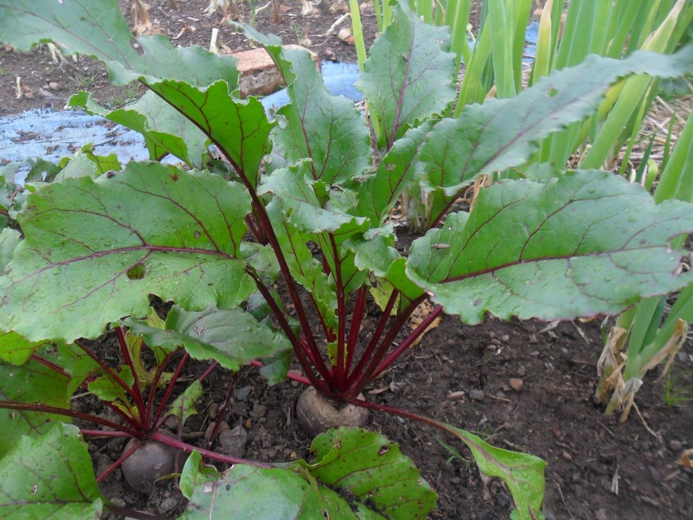 Haryana Organic Beetroot