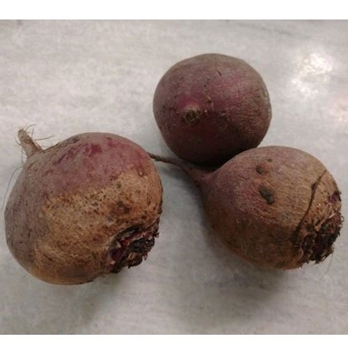 A Grade Fresh Organic Beetroot, Packaging Type: Gunny Bag