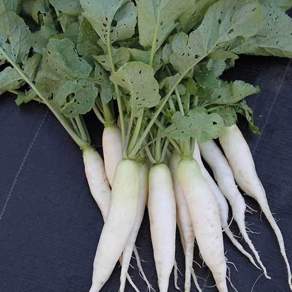 Haryana Organic Radish, Pesticide Free (for Raw Products)