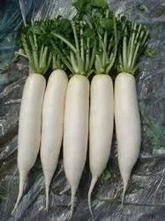 Organic Radish