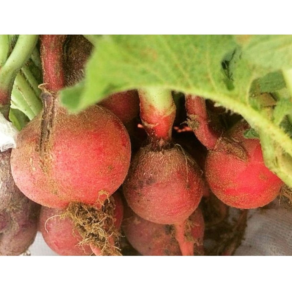 Pan India Red Round Radish, Packaging Size: 1 Kg