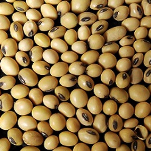 InnoVeg Graded Whole Organic Soybean, Packaging Size: 50kg