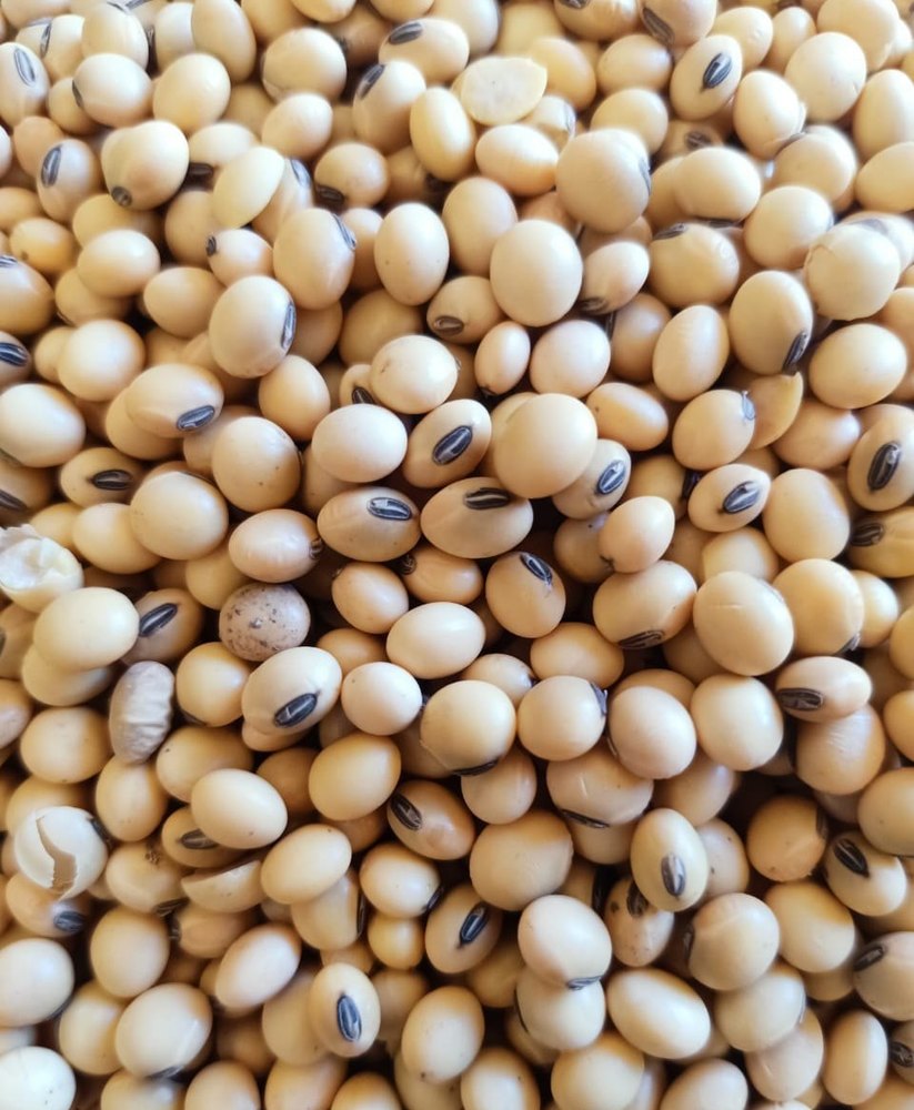 Indian Js 93 05 Organic Soybean Dal, Packaging Size: Loose