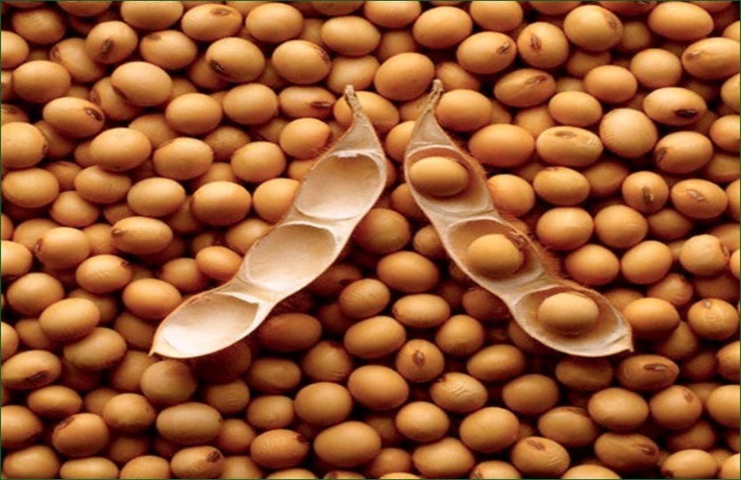 Organic Soyabean