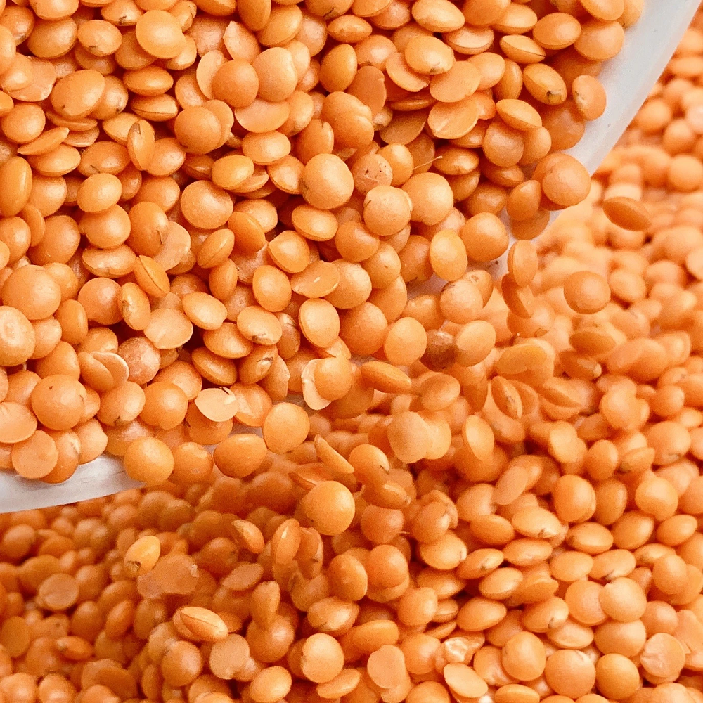 A Grade Red Organic Masoor Dal, High in Protein