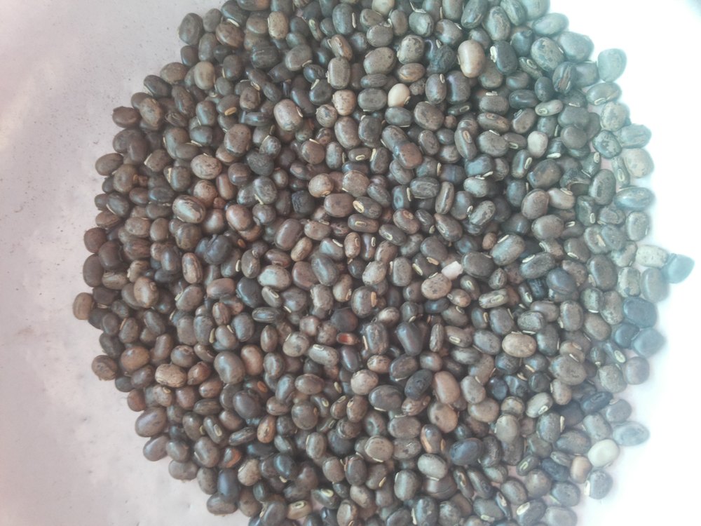 Black Kaunch Seeds img