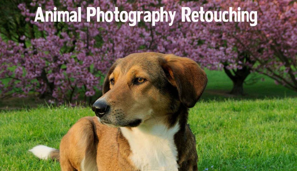 Pet Animal Photo Retouching Services