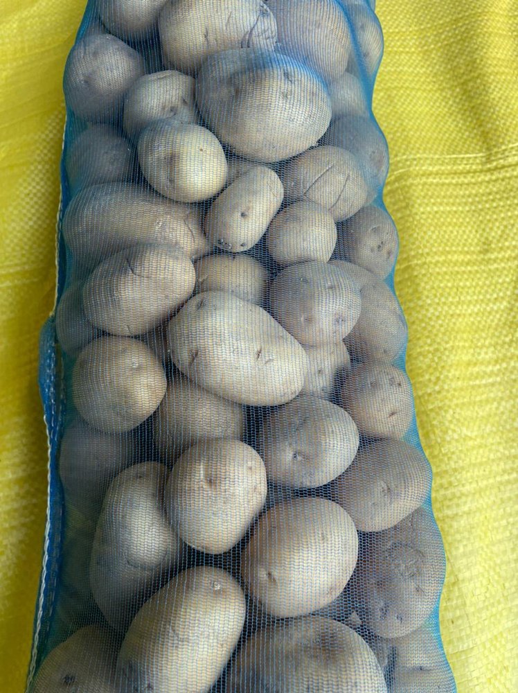 A Grade Gujarat Potato Packeging For Exports, Packaging Size: 10 Kg