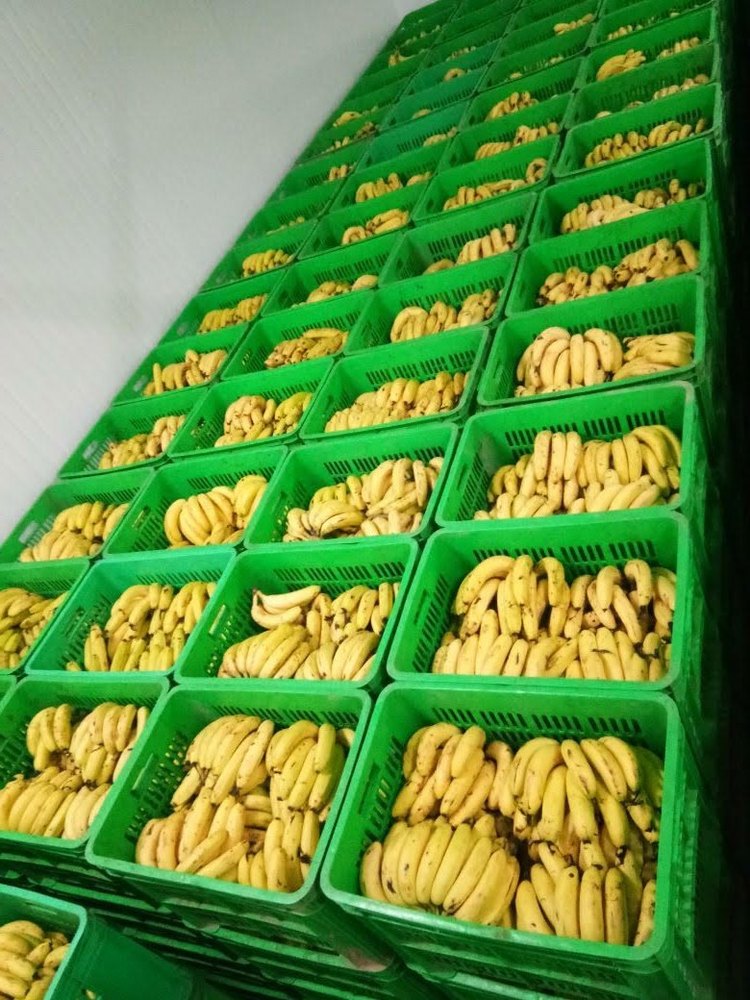 Puf Panel Banana Cold Storage Services, Automation Grade: Fully Automatic, -25 Degree Celsius img