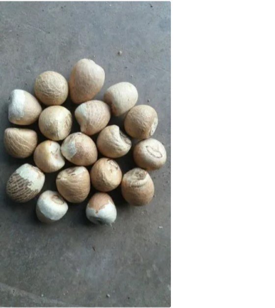 Betel Nut Supari, Packaging Size: 5 Kg, 10 Kg And 25 Kg img