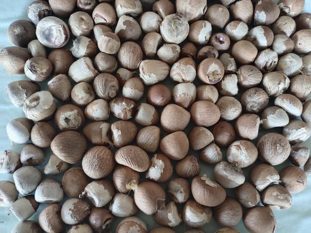 Dried Areca Nut, Packaging Size: 50 kg img