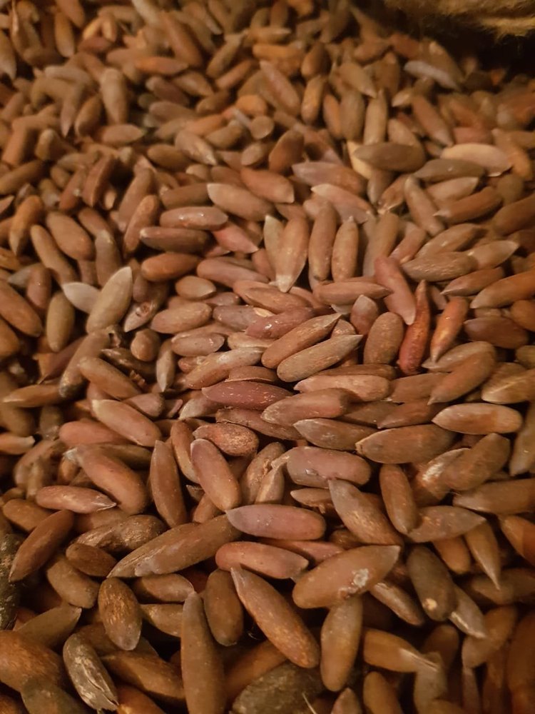 Roasted Organic Pine Nuts, Packaging Type: Loose Pack img