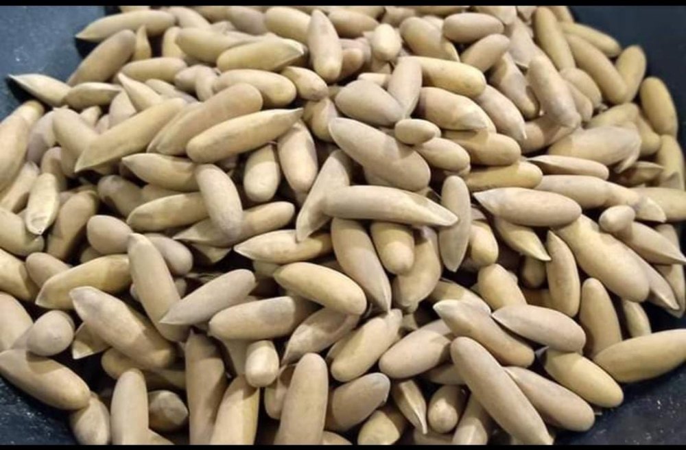 Chilgoza Pine Nuts, Packaging Type: Vacuum Bag img