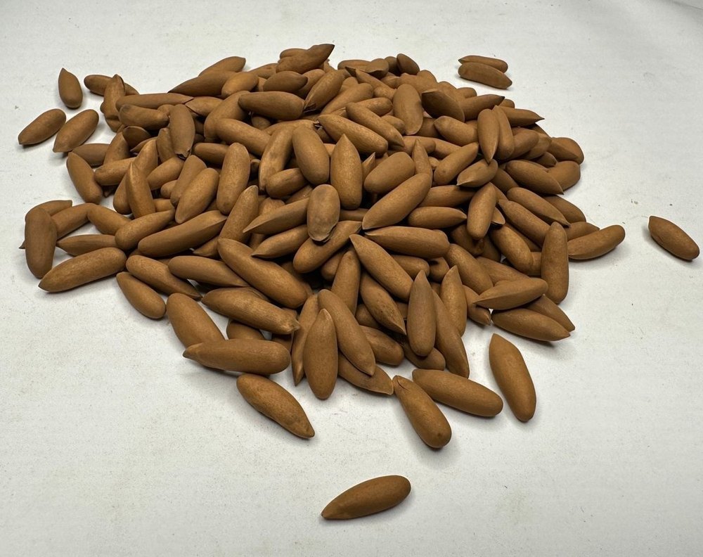 Brown Harvest Hill Pine Nut, Packaging Size: Loose img