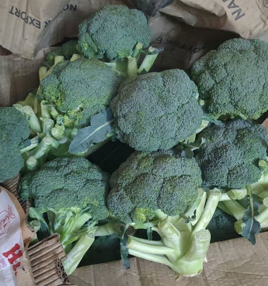 A Grade Fresh Green Broccoli, Packaging Type: Net Bag