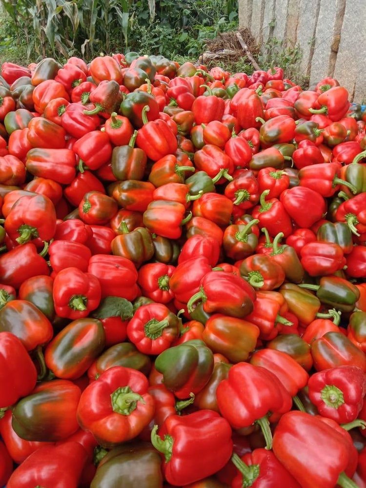 A Grade Red Capsicum, Packaging Type: Carton, Packaging Size: 11 kg