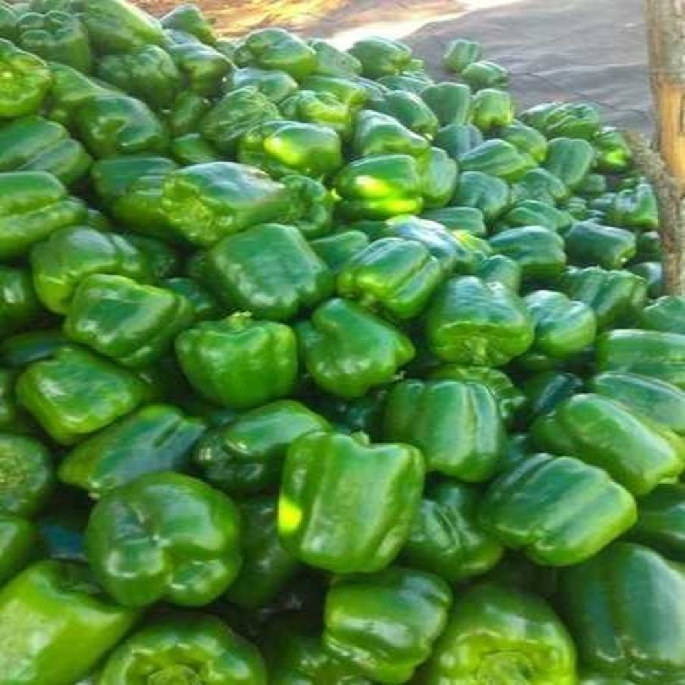 Maharashtra Organic Capsicum Capsicum Annuum (Bell Pepper), Pesticide Free (for Raw Products)