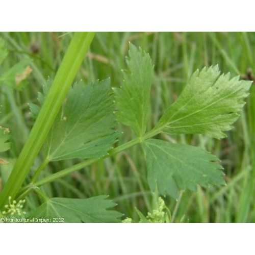 Apium Graveolens, Packaging Type: Packet