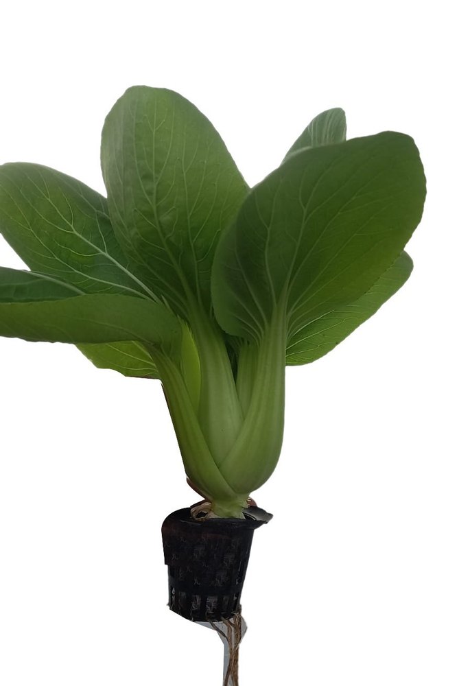 Brassica family A Grade Pak Choi Exotic Vegetable, Packaging Type: Loose