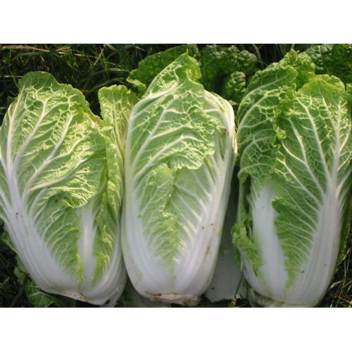 Chinese Cabbage