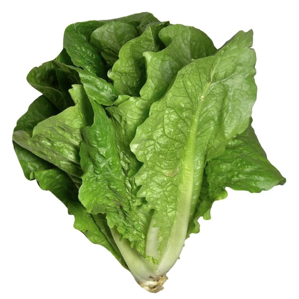 Lettuce Romaine Green Exotic/ Chinese Cabbage/ Exotic (A Grade Pesticide Free)