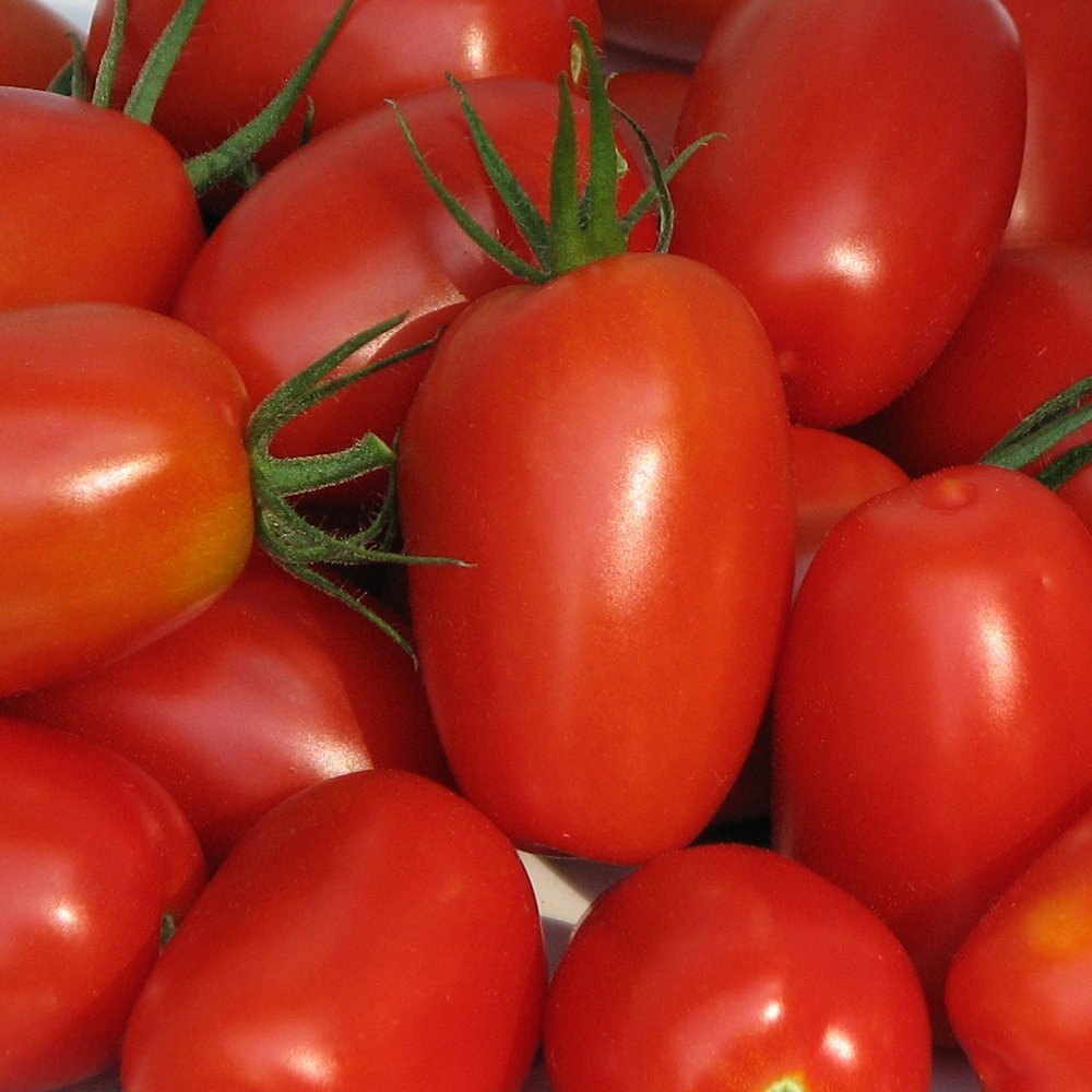 A Grade Red Juliet Cherry Tomato, Packaging Type: Loose