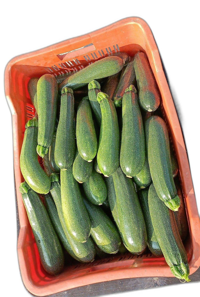 A Grade Fresh Green Zucchini, Packaging Type: Loose