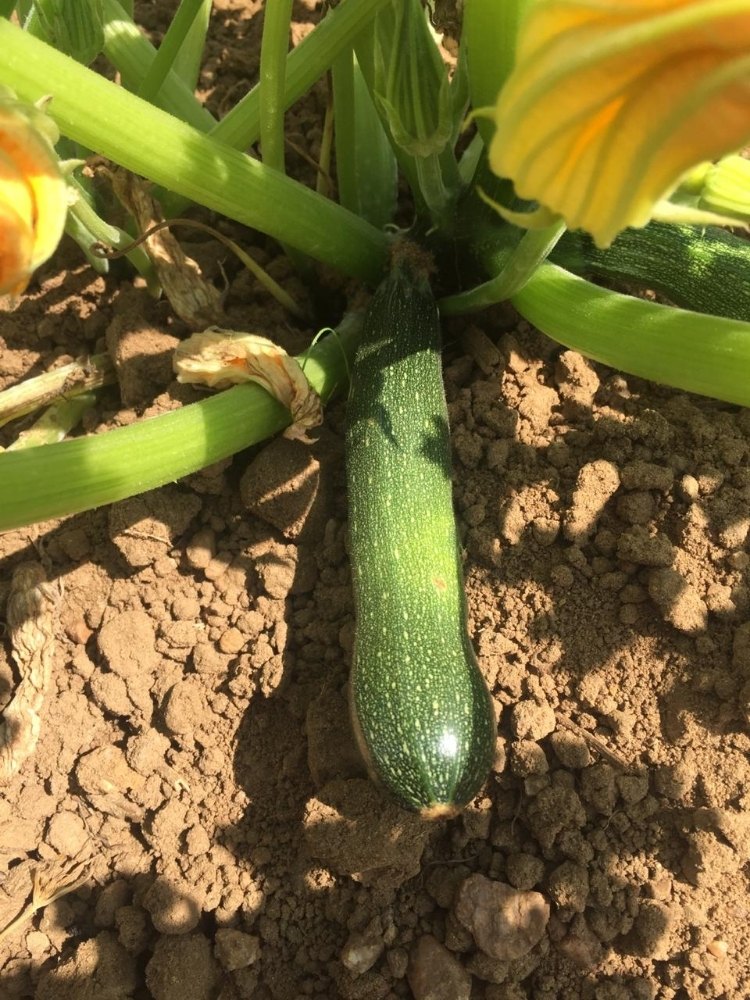 Green Zucchini