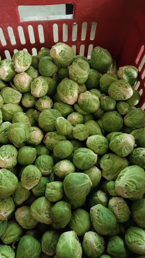 A Grade Green Fresh Brussel Sprouts