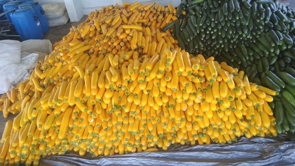 Broccoli A Grade Yellow And Green Zucchini, Packaging Type: Carton, Packaging Size: 20 Kg