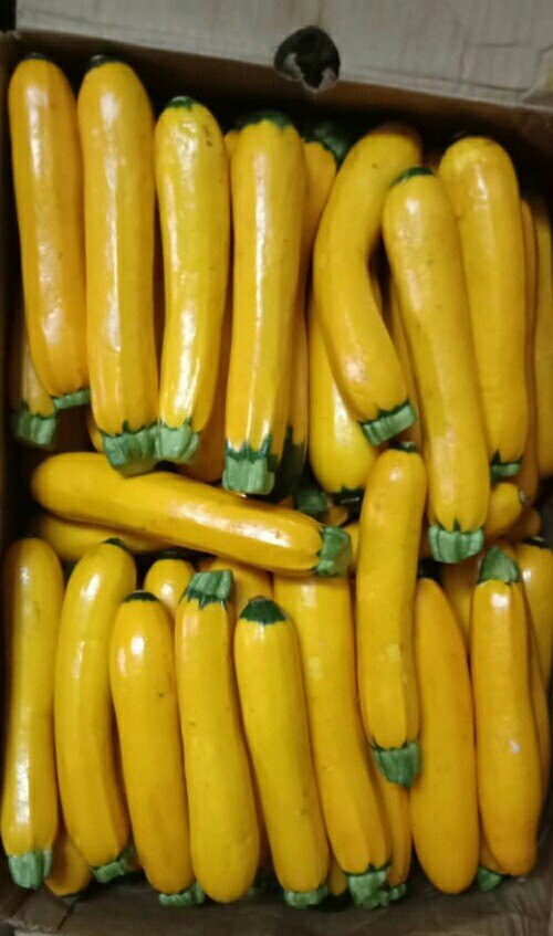 A Grade Fresh Yellow Zucchini, Packaging Type: Carton, Packaging Size: 25 Kg