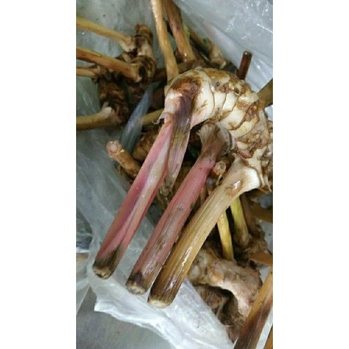 A Grade Fresh Thai Ginger, Packaging Type: Net Bag, Packaging Size: 5 Kg