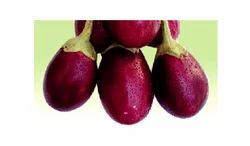 Brinjal