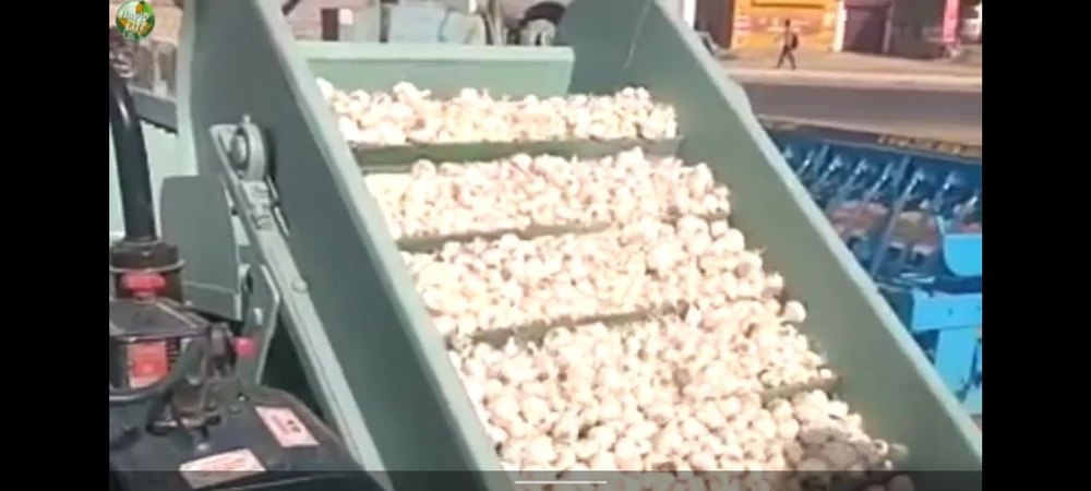 Semi-Automatic Garlic Grading Machine, 1000 kg/hr