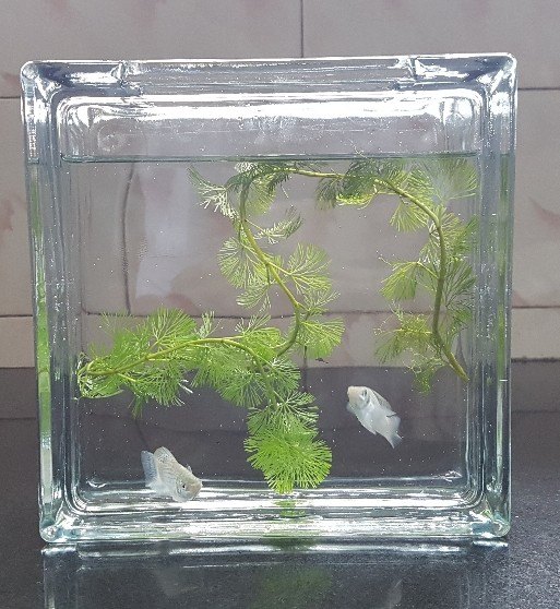 Plain Mini Aquarium Glass Block