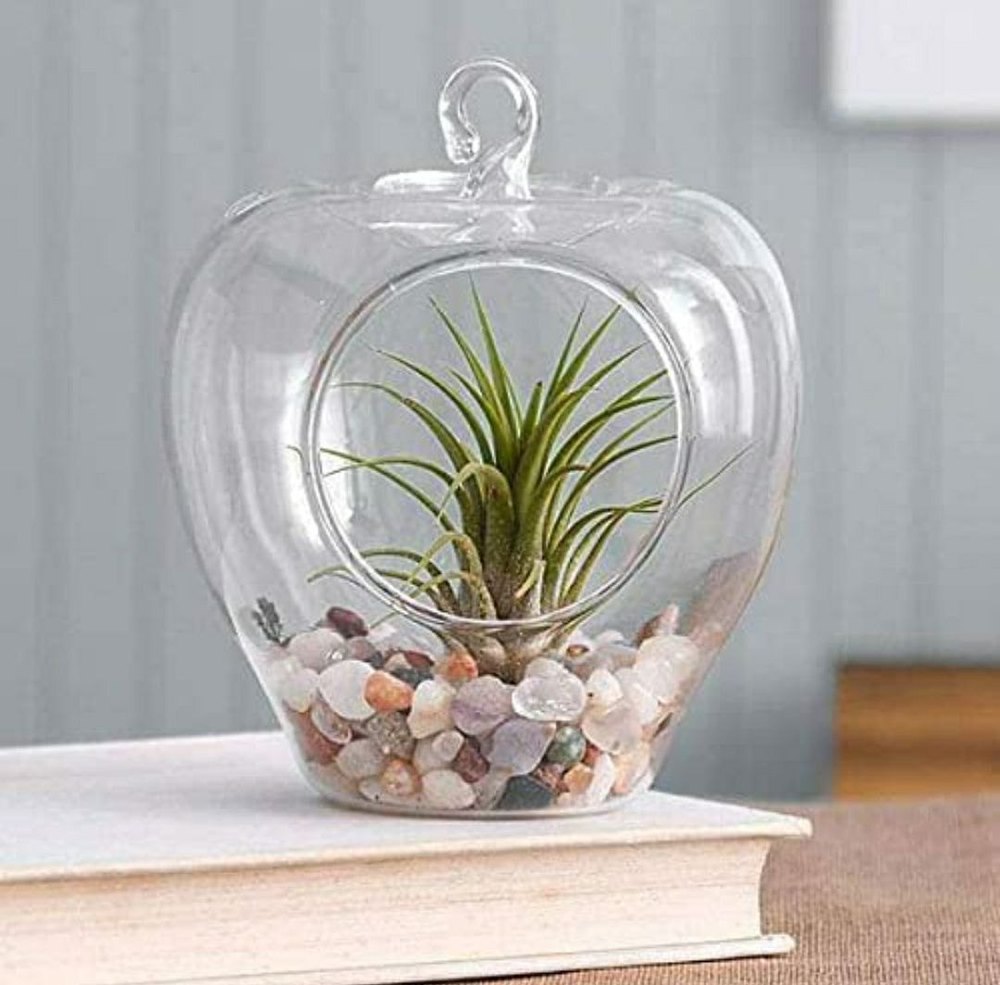 Plain Transparent Glass Hanging Plant Vase