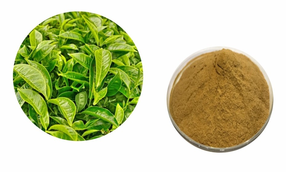 Greenish Brown Green Tea Extract Polyphenols 50% And 90% Powder, Pack Size: 25 Kgs, Packaging Type: Hdpe Drum