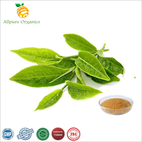 Green Tea Extract 50%