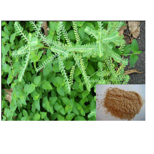 Phyllanthus Amarus Extract