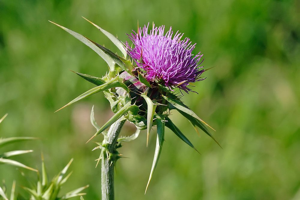 Milk Thistle Extract (Silybum Marianum Extract), Packaging Type: Polybag, Packaging Size: 5kg