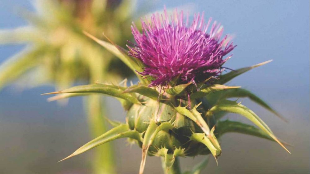 Ideal Milk Thistle Extract, Packaging Type: HDPE Drum