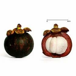 Mangosteen Extract