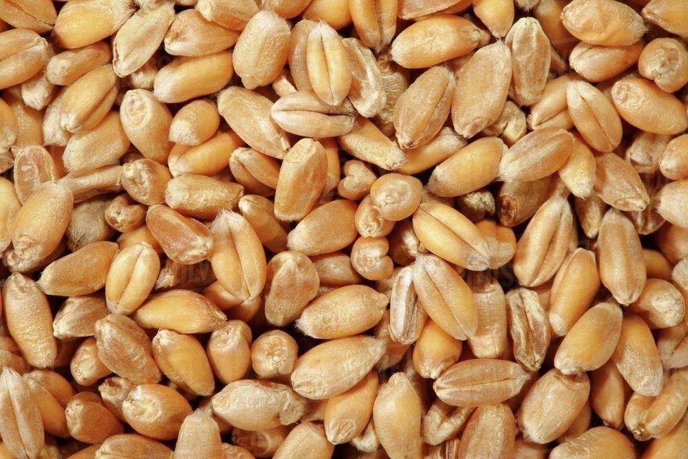 Golden Wheat Grains