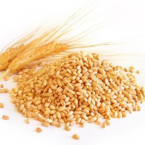 Indian Wheat Grain, Size: 50 Kg, Packaging Type: Sack