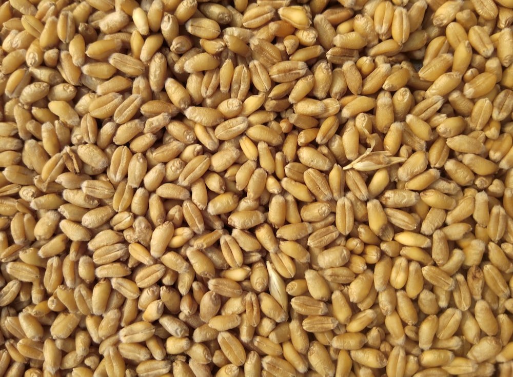 Ginnihr Golden M.p Sharbati Wheat Grain, Packaging Size: 25 kg, Packaging Type: Plastic Bag