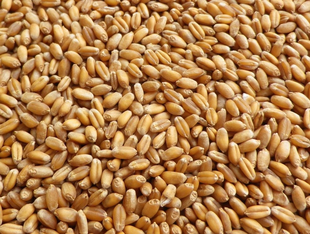 Golden 50 Kg Organic Wheat Grains