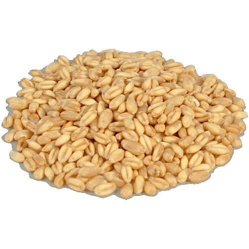 Golden 50 Kg Lokwan Wheat img